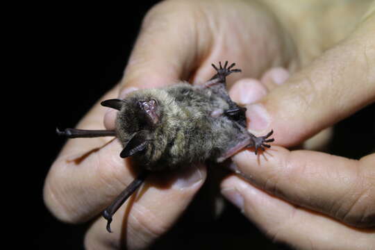 Image of Brandt's Bat