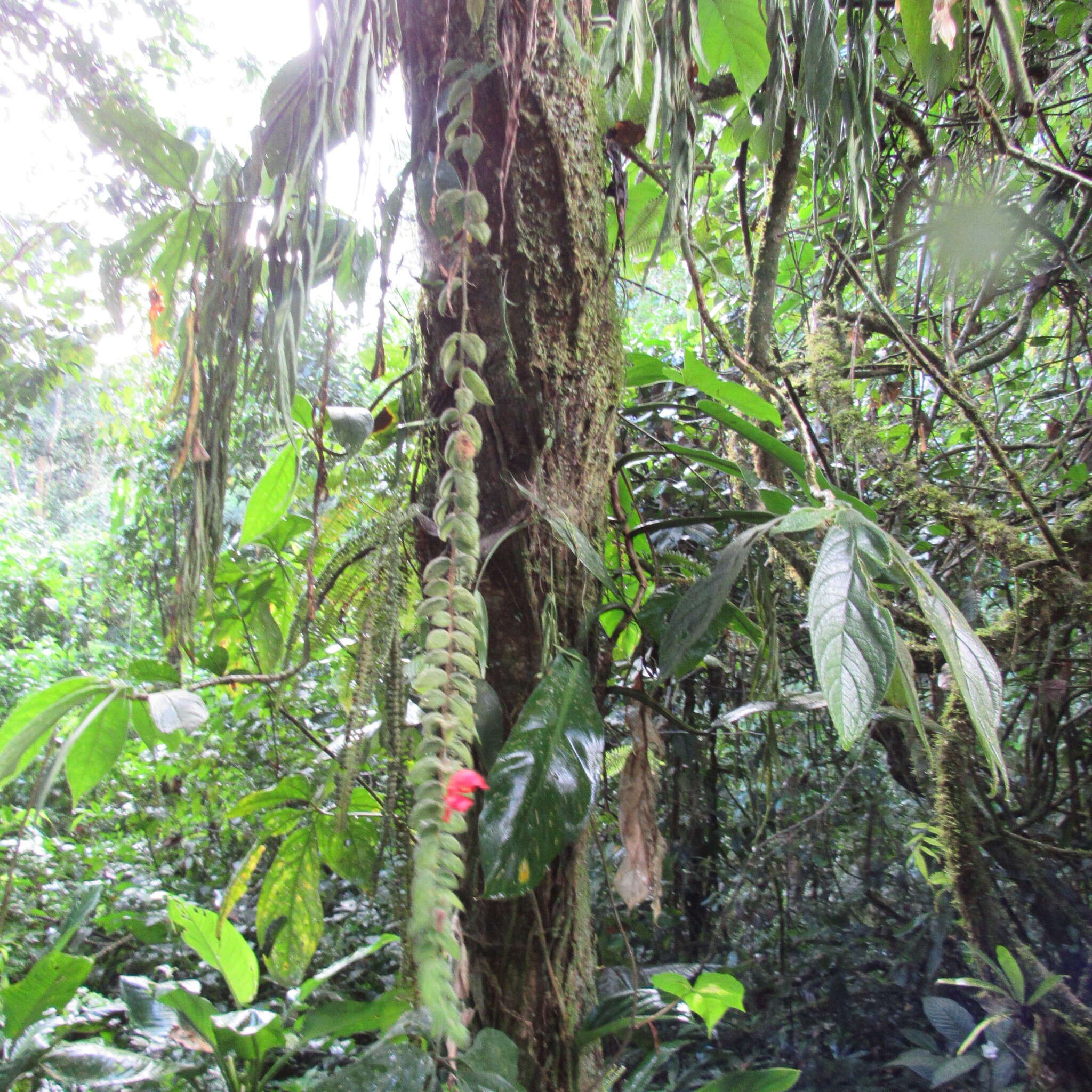 Image of Columnea labellosa H. Karst.