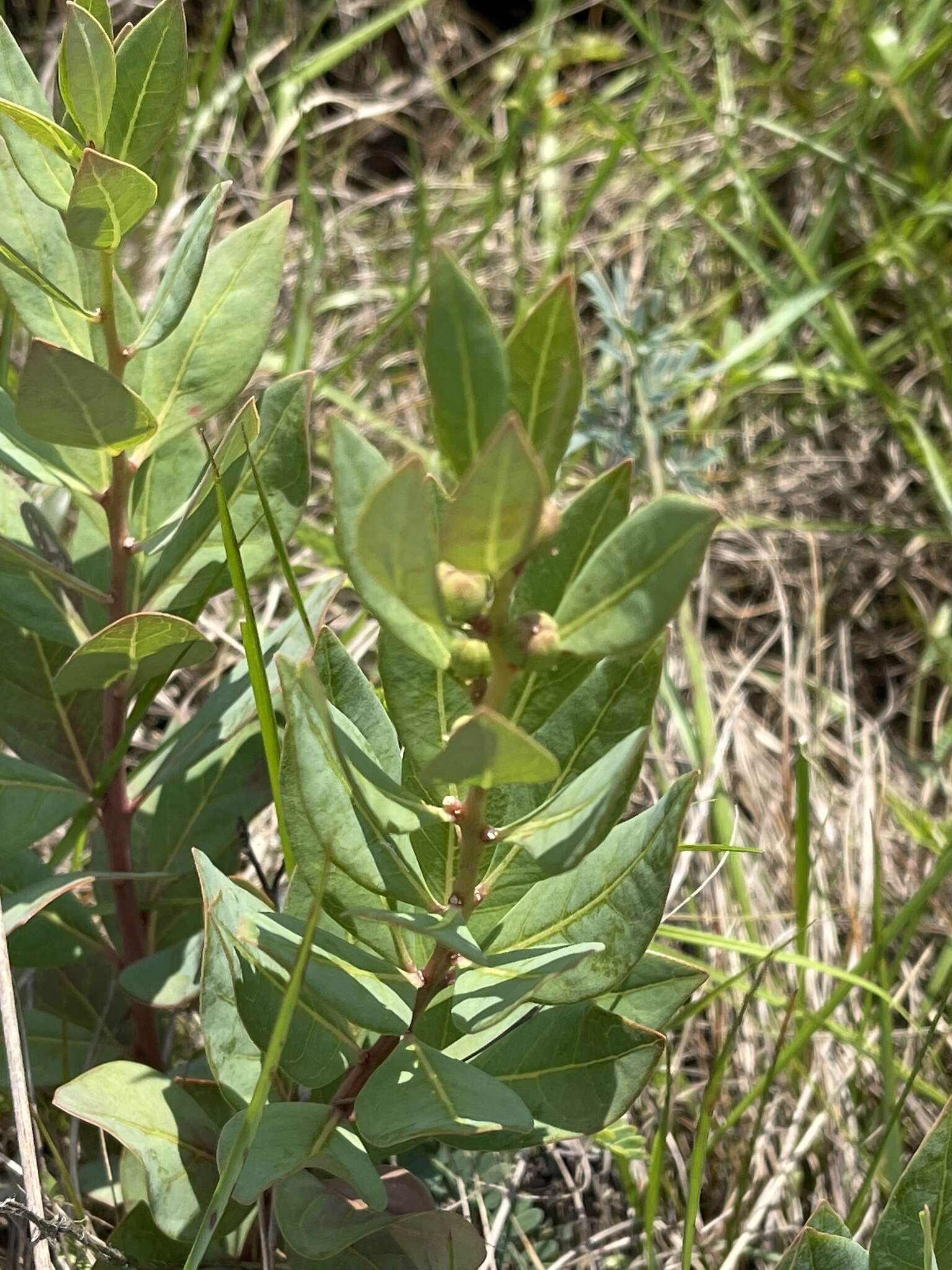 Image of Clutia monticola S. Moore