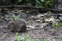 Sivun Sigmodon hirsutus (Burmeister 1854) kuva