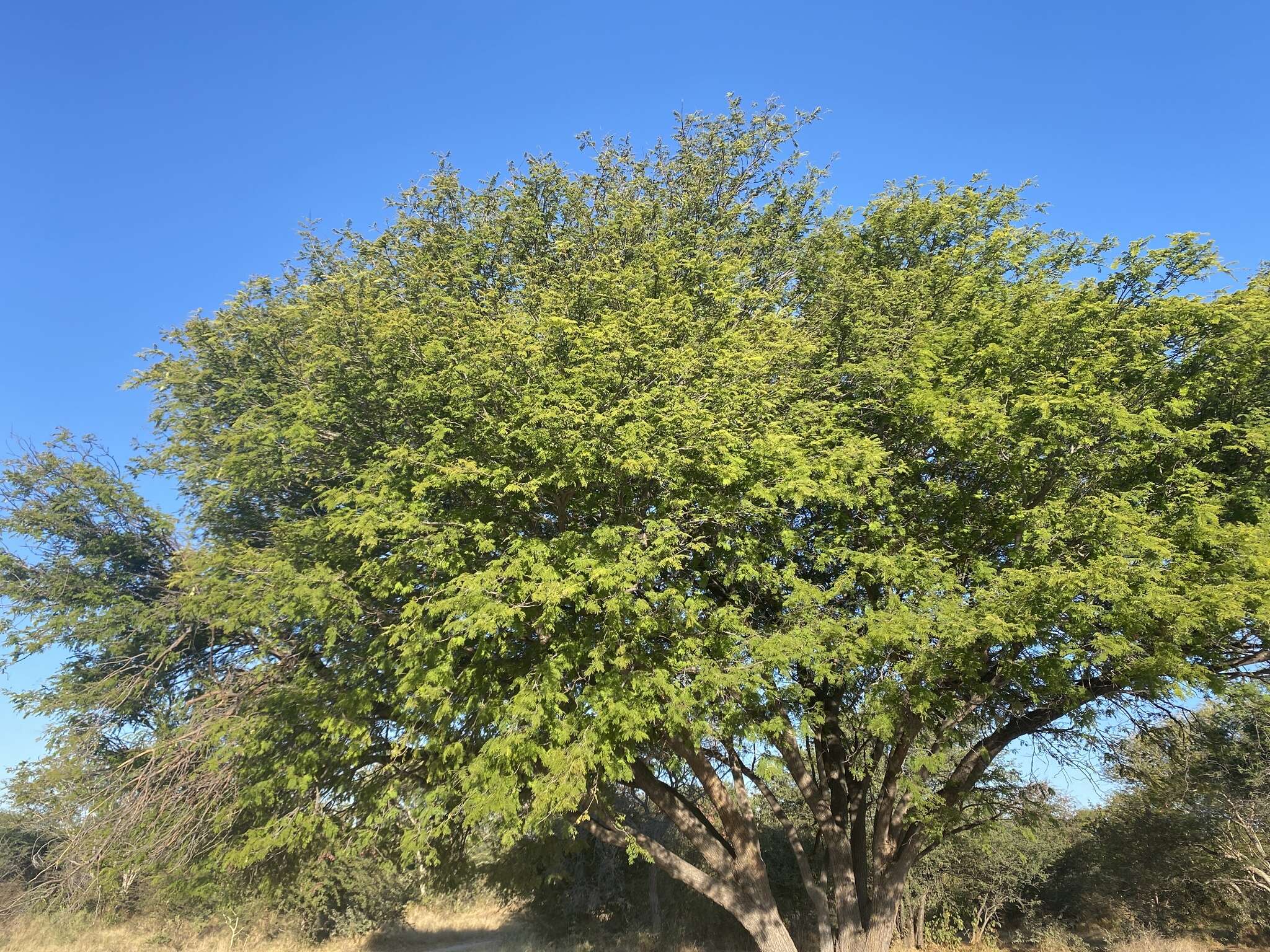 Image of Common albizia