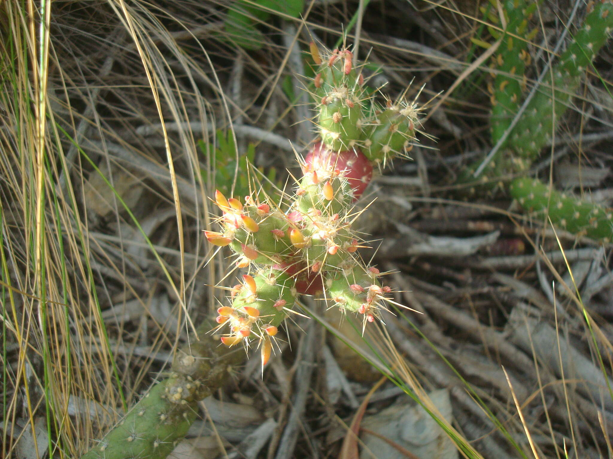 Image of Austrocylindropuntia shaferi (Britton & Rose) Backeb.