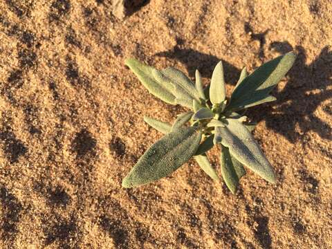 Image of hairyseed bahia