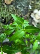 Image of Roan Mountain bluet