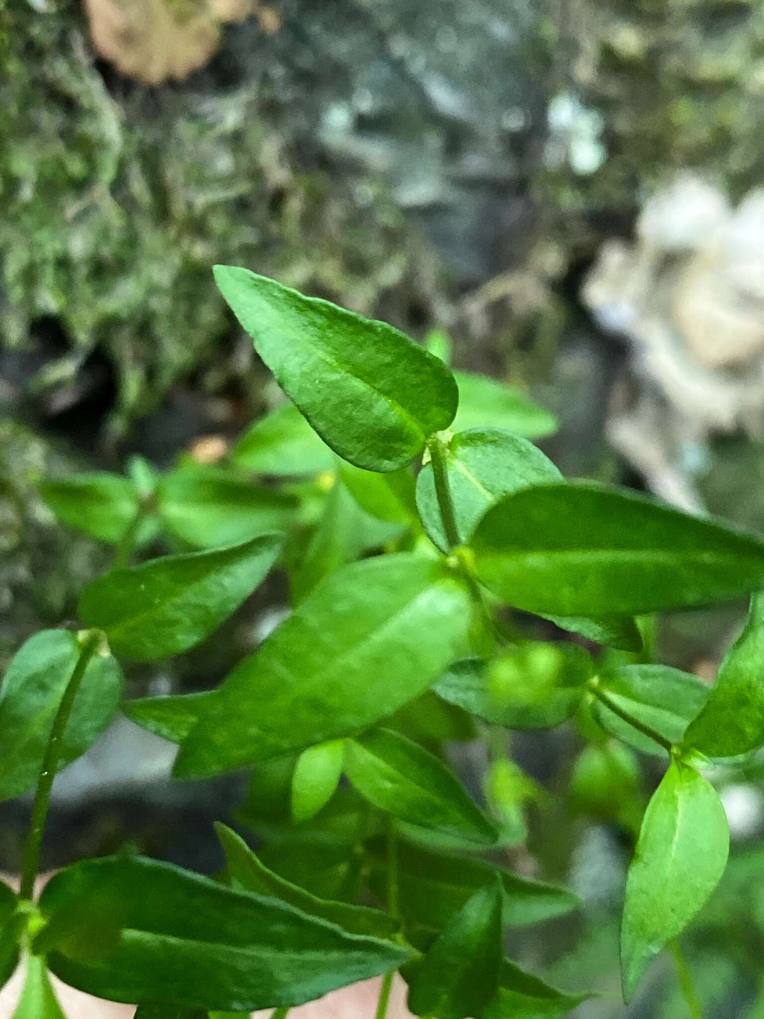 Imagem de Houstonia purpurea var. montana (Small) Terrell