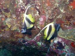 Image of Red Sea Bannerfish