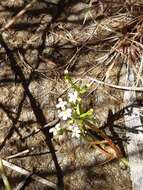 Image de Stylidium despectum R. Br.