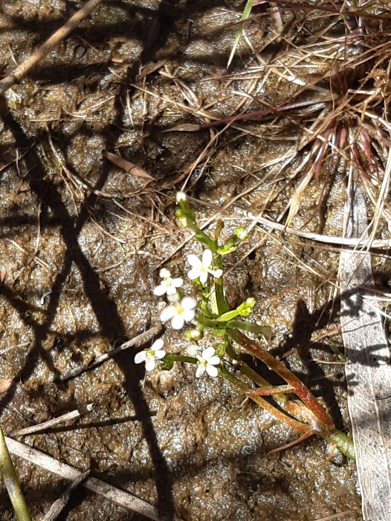 Image de Stylidium despectum R. Br.