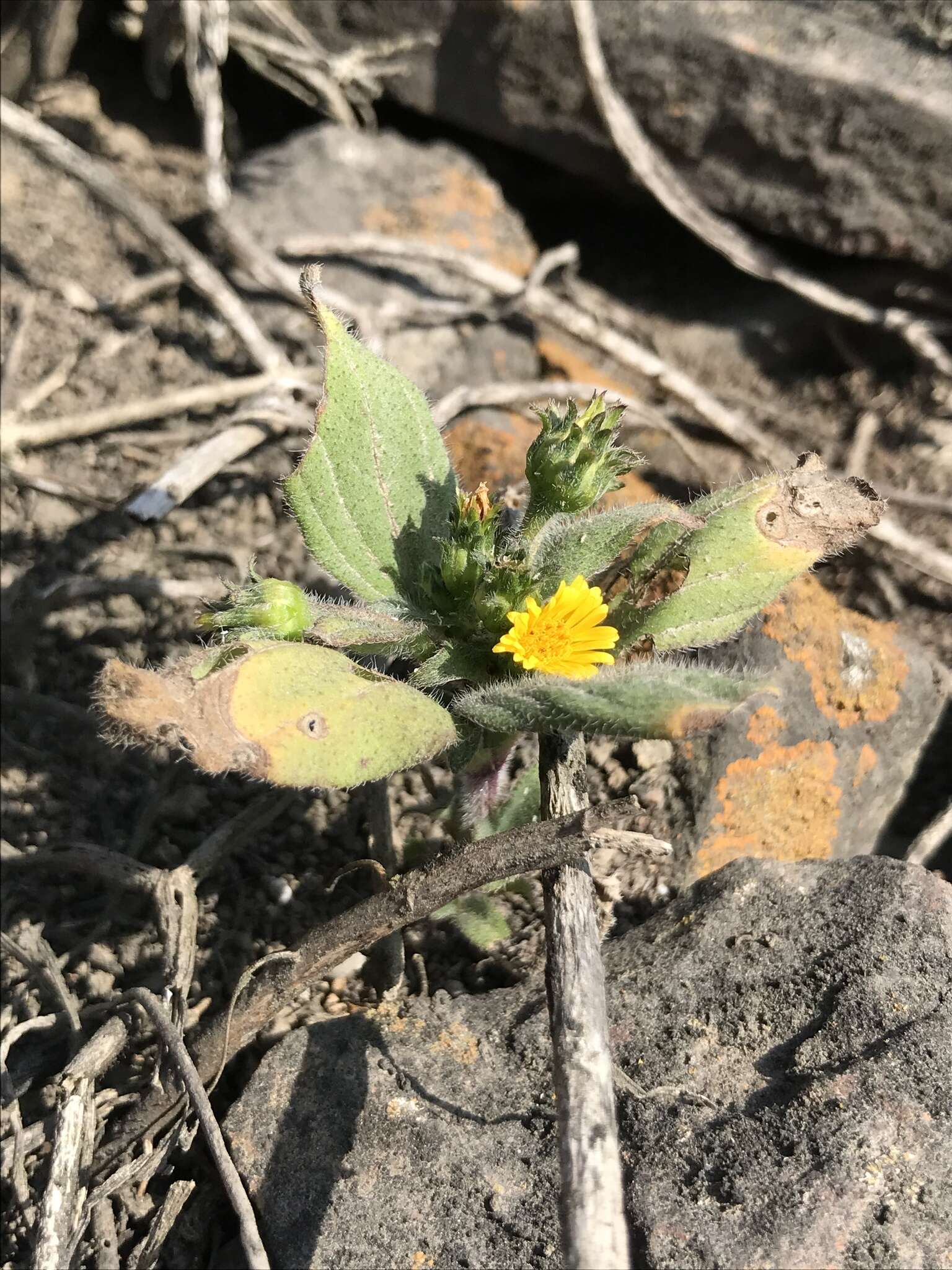 Image de Philoglossa peruviana DC.