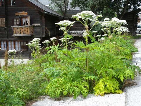 Image of Mantegazzi's Cow-Parsnip