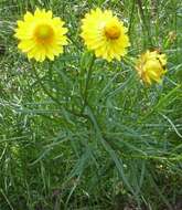 Image of bracted strawflower