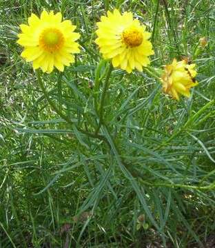 Image of bracted strawflower