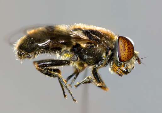 Image of Syrphid fly