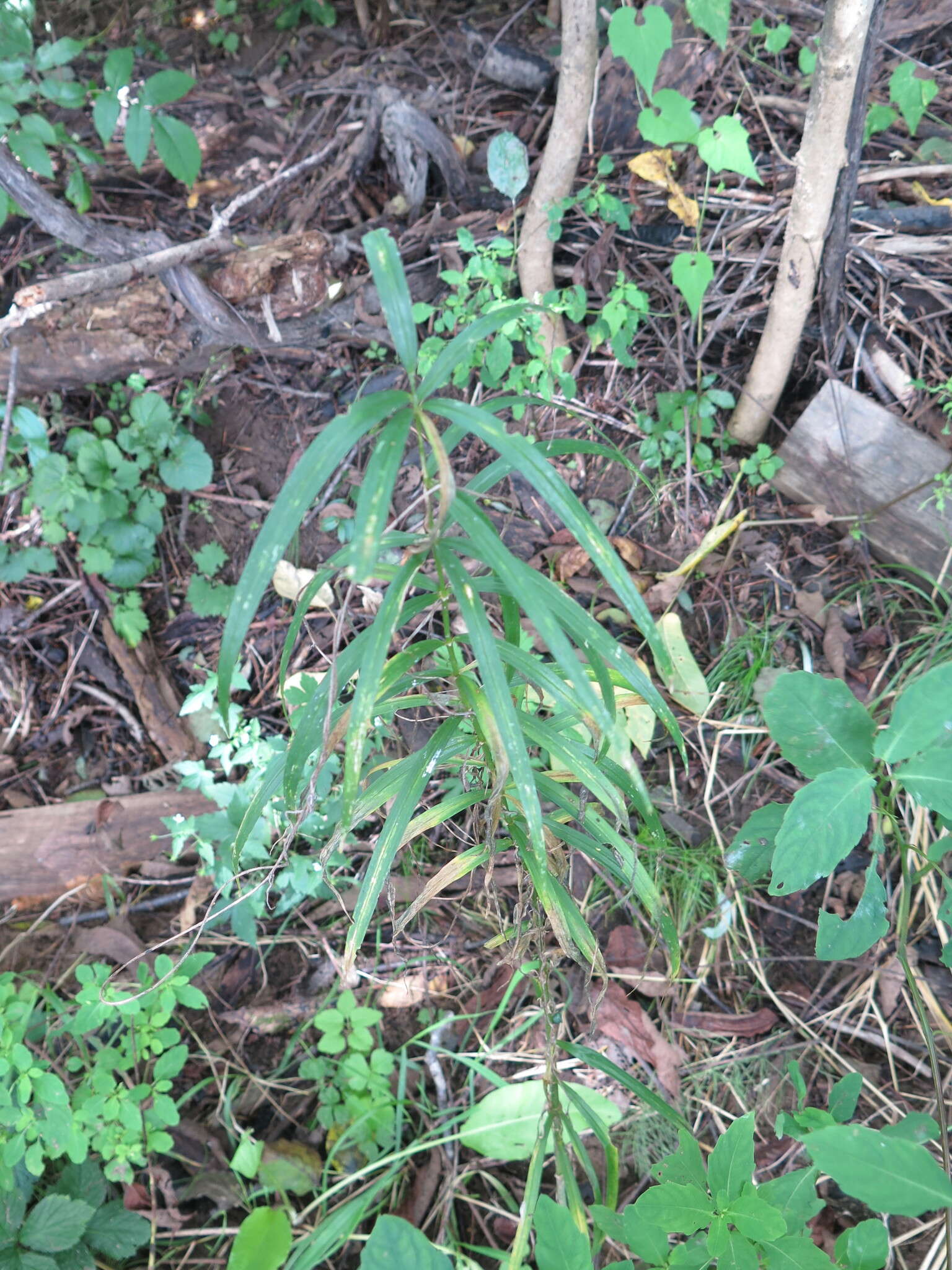 Image de Polygonatum stenophyllum Maxim.