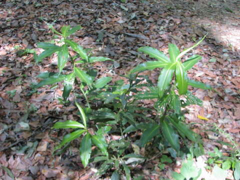 Image of Costus wilsonii Maas