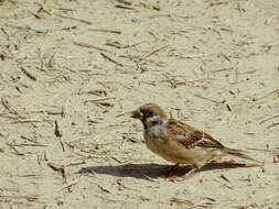 Image of Passer montanus dilutus Richmond 1896