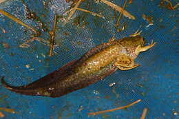 Image of Pseudis platensis Gallardo 1961