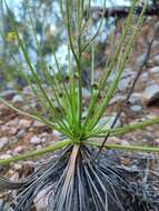 Image of Drosophyllaceae