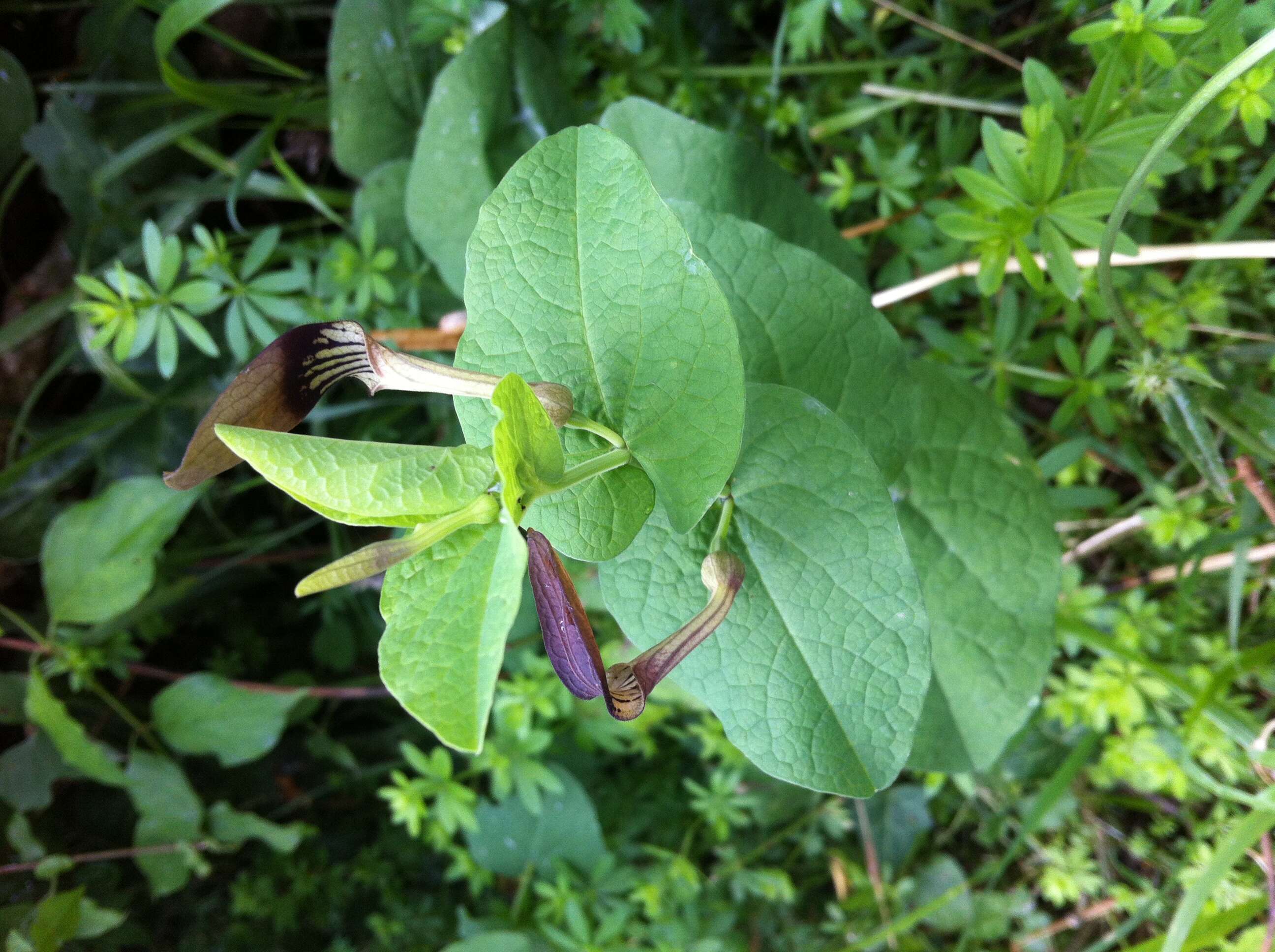 Image of Smearwort