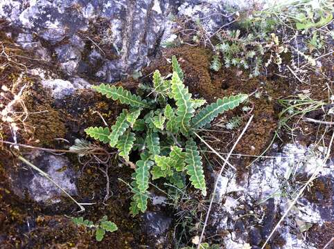 Plancia ëd Asplenium ceterach L.