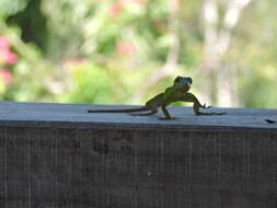 Image of Panther Anole