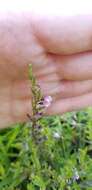 Image of South American Skullcap