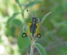 Image of Libelloides rhomboideus (Schneider 1845)