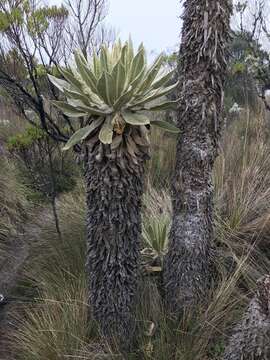 Image of Espeletia hartwegiana Cuatrec. ex Herzog