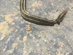 Thamnophis pulchrilatus (Cope 1885)的圖片