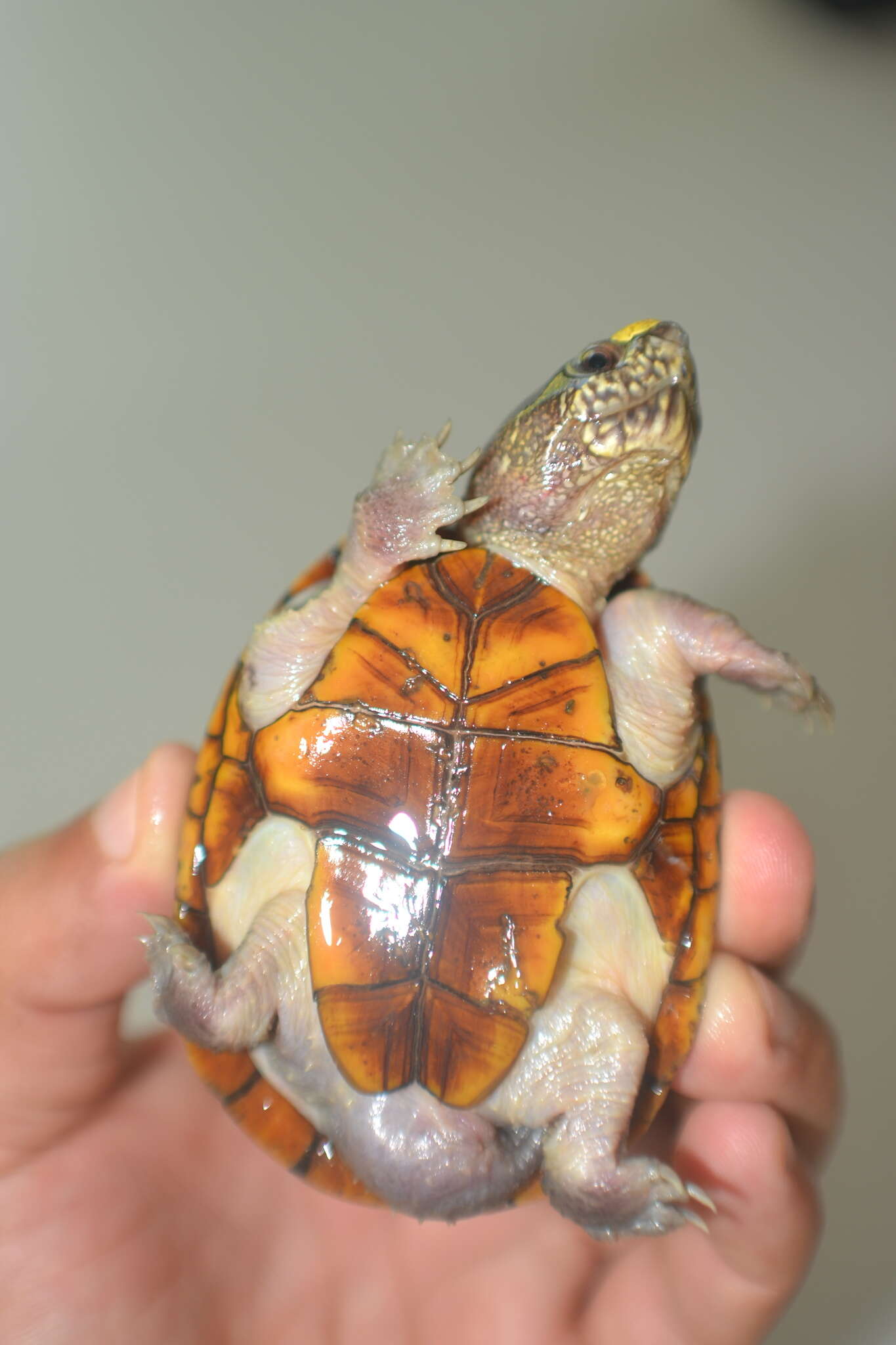 Image of Vallarta mud turtle