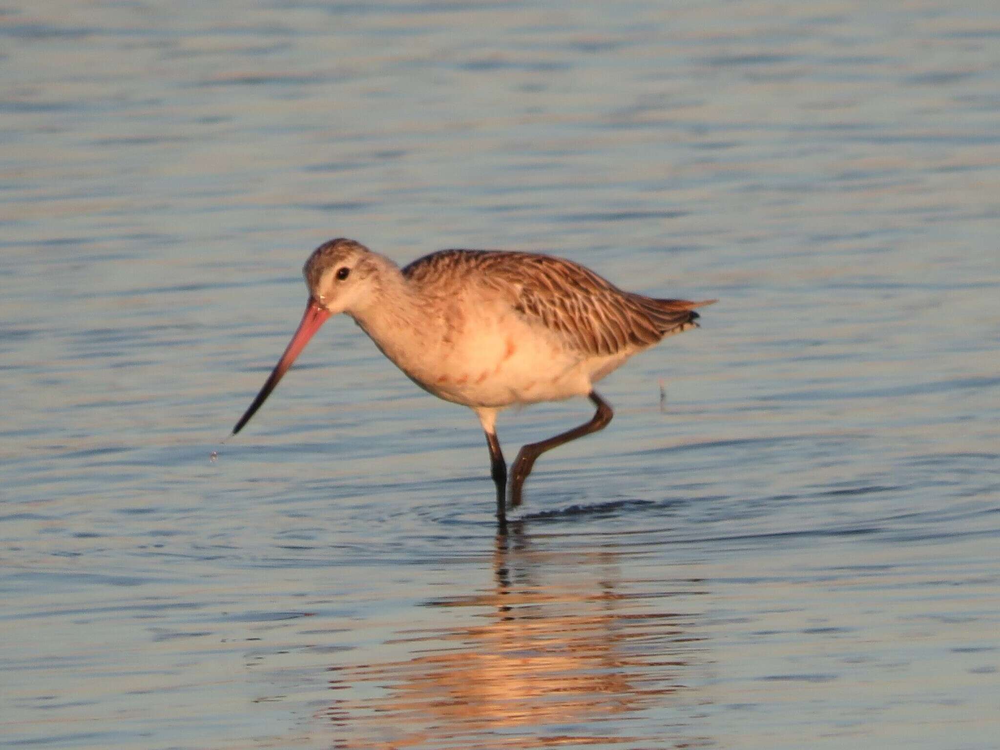 Limosa lapponica lapponica (Linnaeus 1758)的圖片