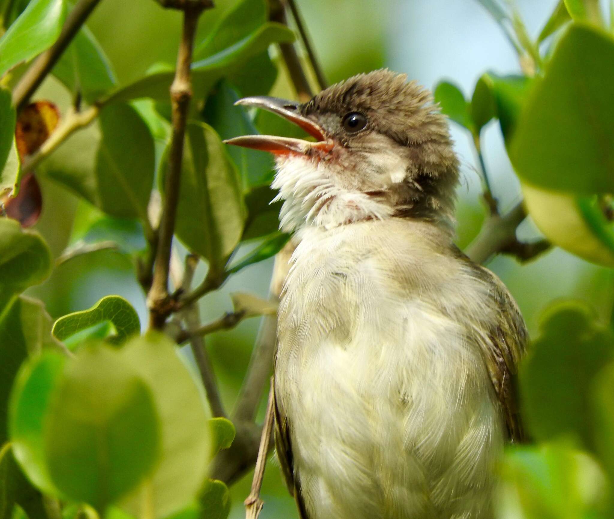 Image of Light-vented Bulbul