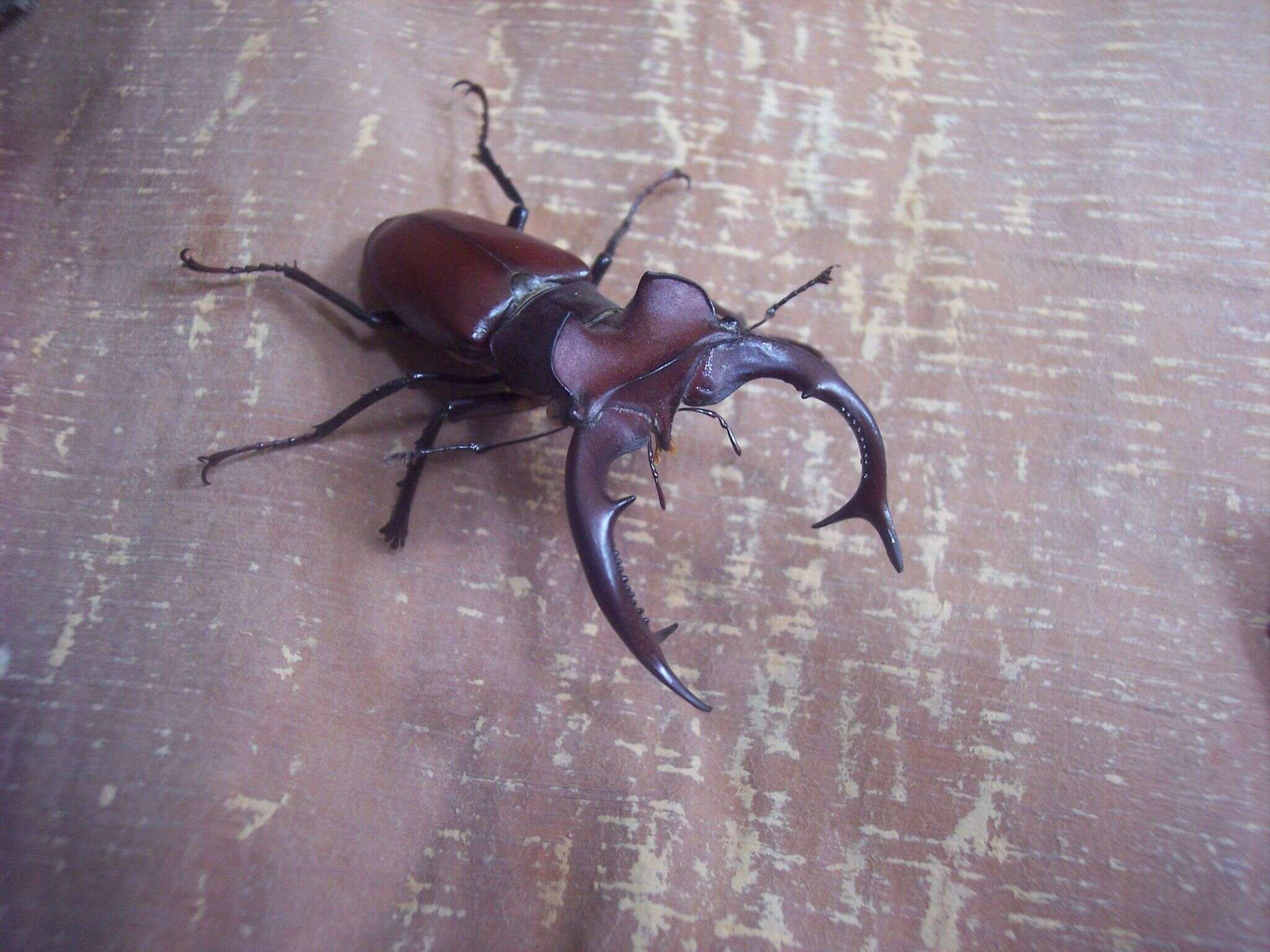 Imagem de Lucanus elaphus Fabricius 1775