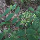 Image of Micromelum falcatum (Lour.) Tanaka