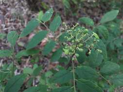 Image of Micromelum falcatum (Lour.) Tanaka