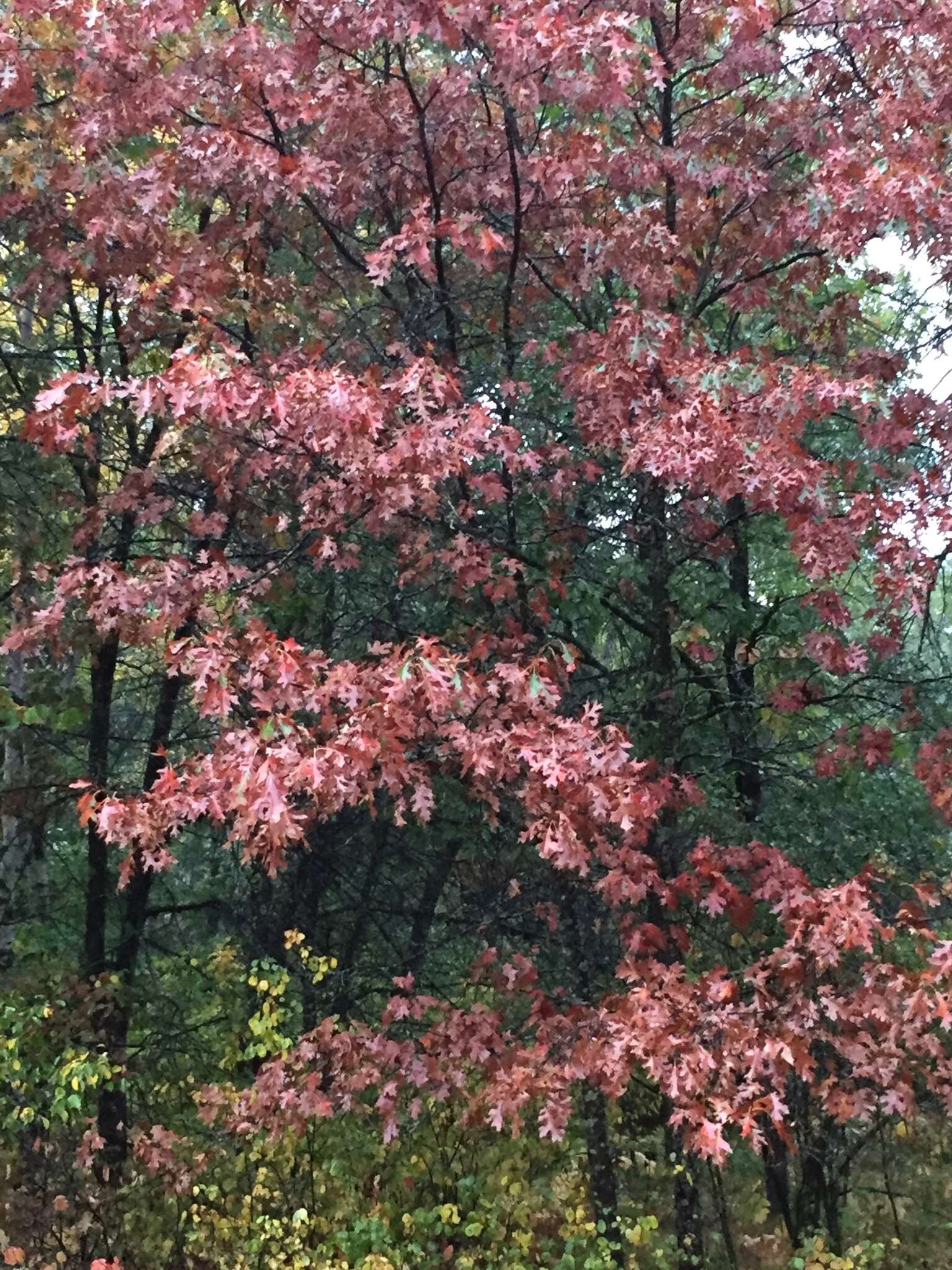 Quercus ellipsoidalis E. J. Hill resmi