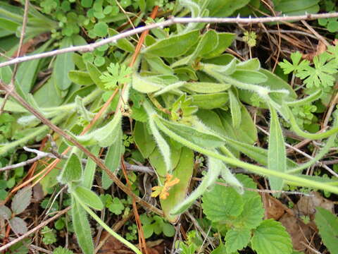 Image of coastal plain tickseed