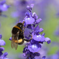 Image of mealycup sage