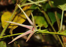 Image of Gonolobus versicolor R. E. Woodson