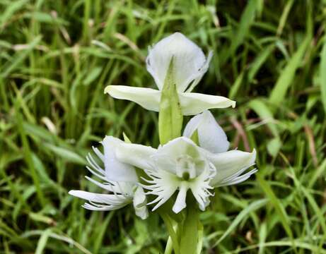 Слика од Pecteilis gigantea (Sm.) Raf.