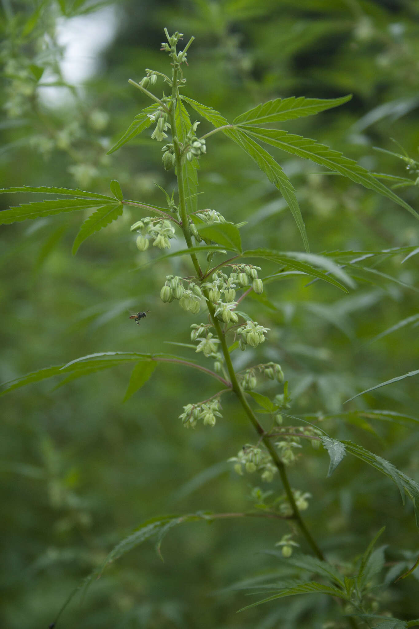 Imagem de Cannabis sativa subsp. indica (Lam.) E. Small & A. Cronquist