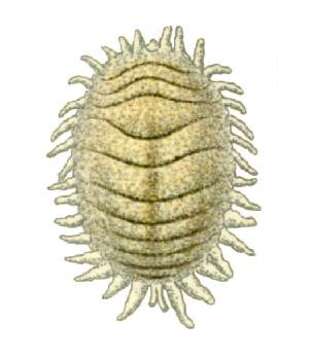 Image de Planococcus citri (Risso 1813)