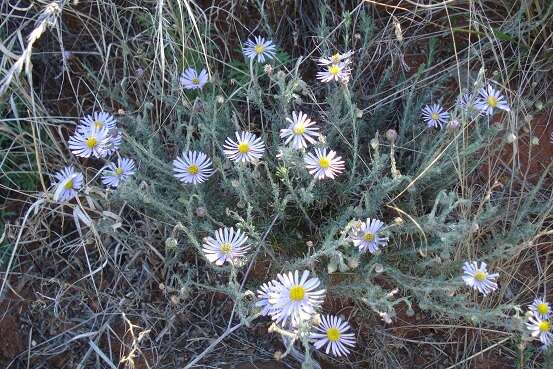 Image of Felicia hirsuta DC.