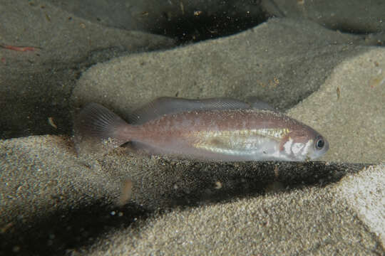 Image of Northern bastard codling