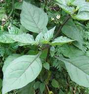 Plancia ëd Solanum nigrum L.