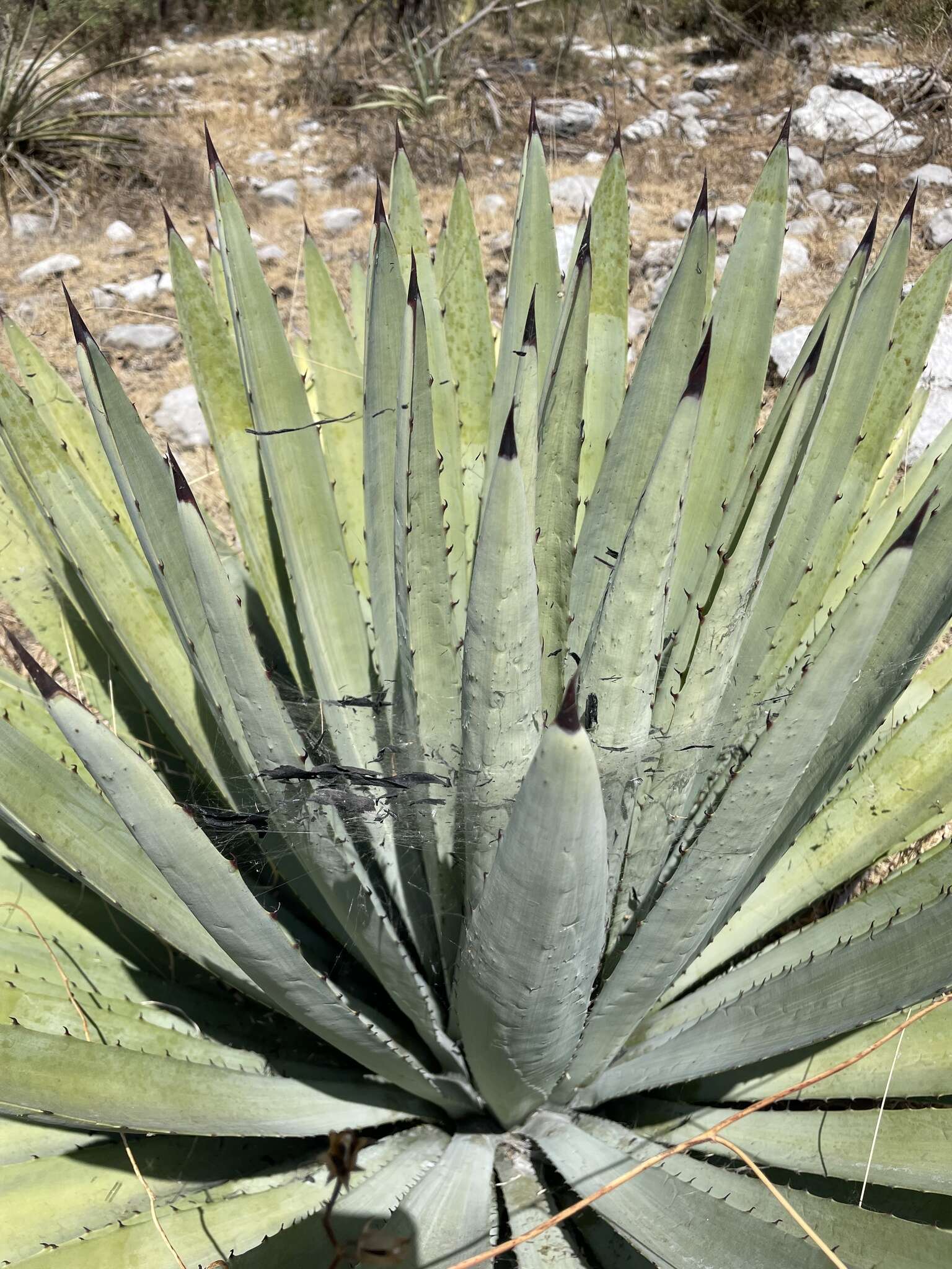Image of Agave collina Greenm.