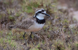 Charadrius thoracicus (Richmond 1896) resmi