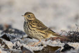 Image of Meadow Pipit