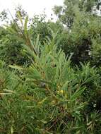 Image of Red-eyed Wattle