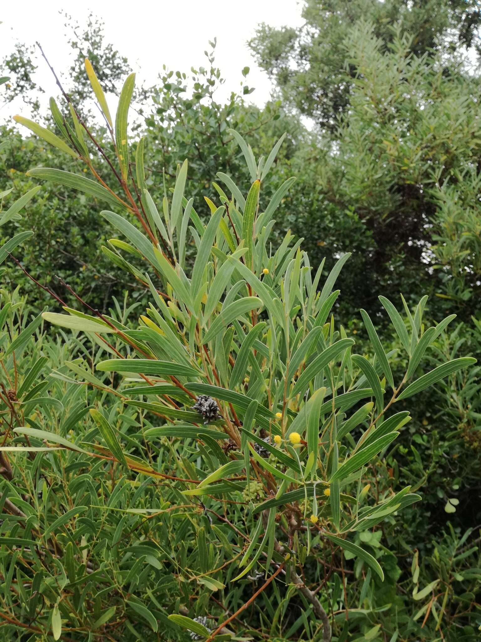 Image of Red-eyed Wattle